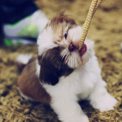 PUPPY WELCOME BOX