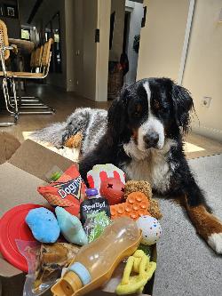 regalos divertidos para perros barcelona españa