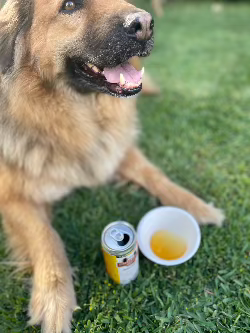 snacks premios para perros