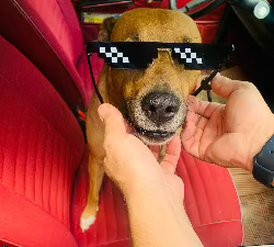 gafas para perro